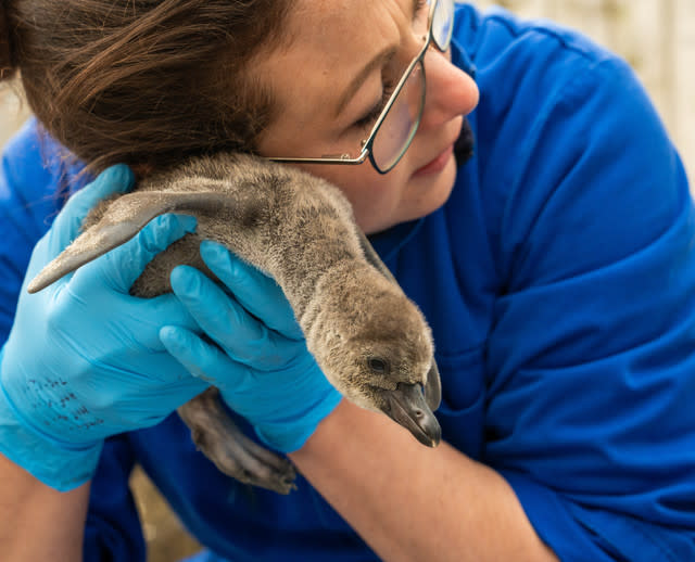 Eleven Penguin Chicks Hatch At Chester Zoo - The Most To Emerge During ‘Hatching Season’ At The Zoo For More Than A Decade