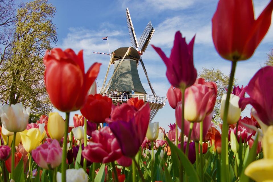 Tulpen im Botanischen Garten Keukenhof in den Niederlanden (Bild: Getty Images)