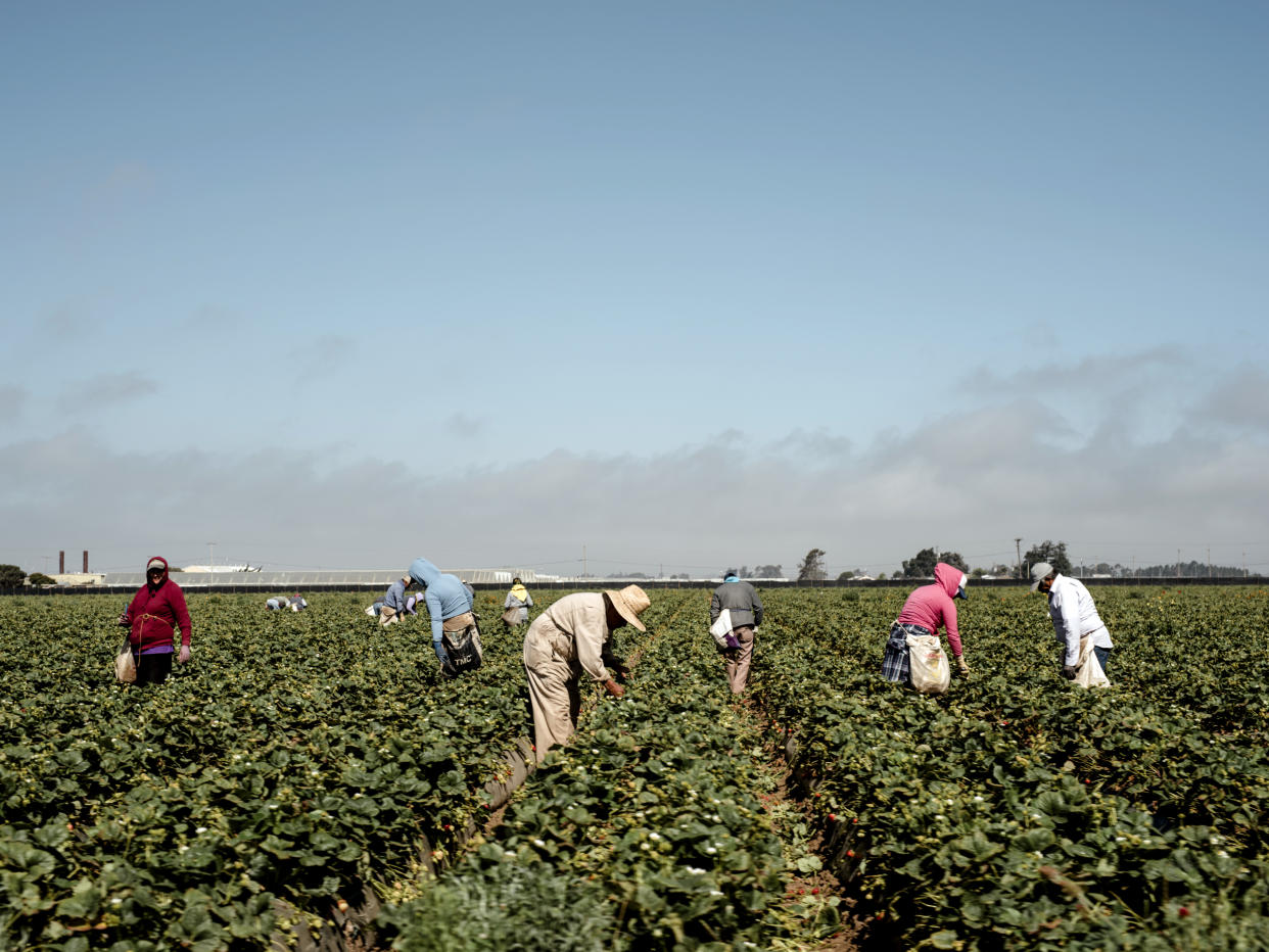 Plantación de fresas cerca de Salinas, California, el 13 de junio de 2018. (Carlos Chavarría/The New York Times)