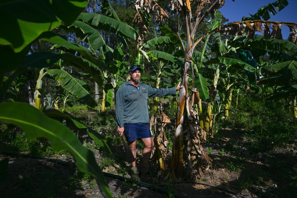 <span>Farmer Kurt Lindsay says a devastating tropical disease could permanently wipe out his banana crop – but a genetically-modified variant provides some hope.</span><span>Photograph: Dan Peled/The Guardian</span>