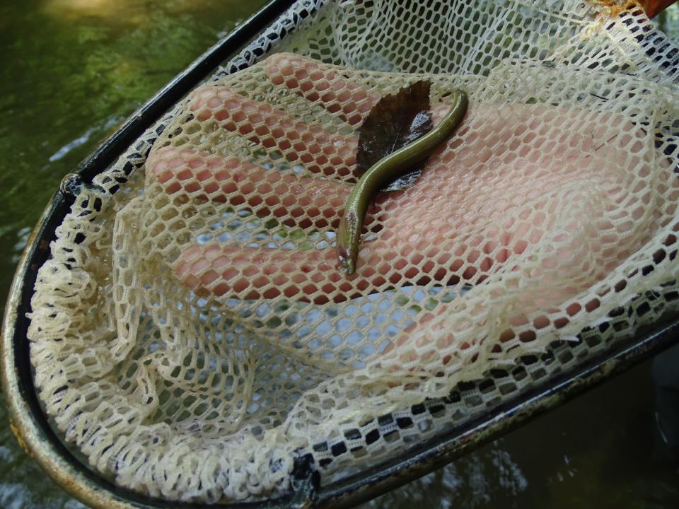 A lamprey larvae, also known as ammocetes, is netted from the Little Black River, which is part of the Current River system in Ripley County.