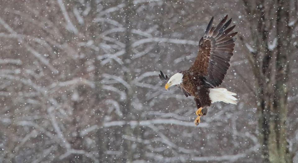 A bald eagle flies between the snowflakes over the Upper Delaware River.