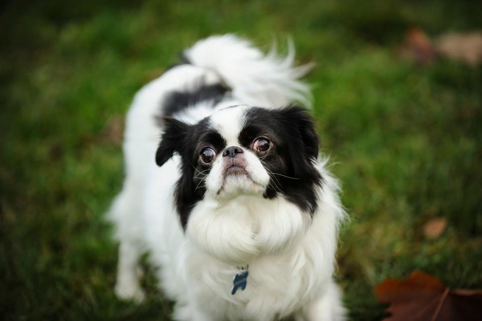 high angle portrait of japanese chin standing on grassy field in park small dog breeds