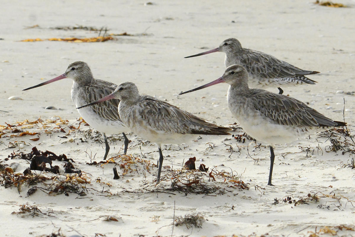 Un vol Alaska-Australie pourrait placer un oiseau dans le livre des records