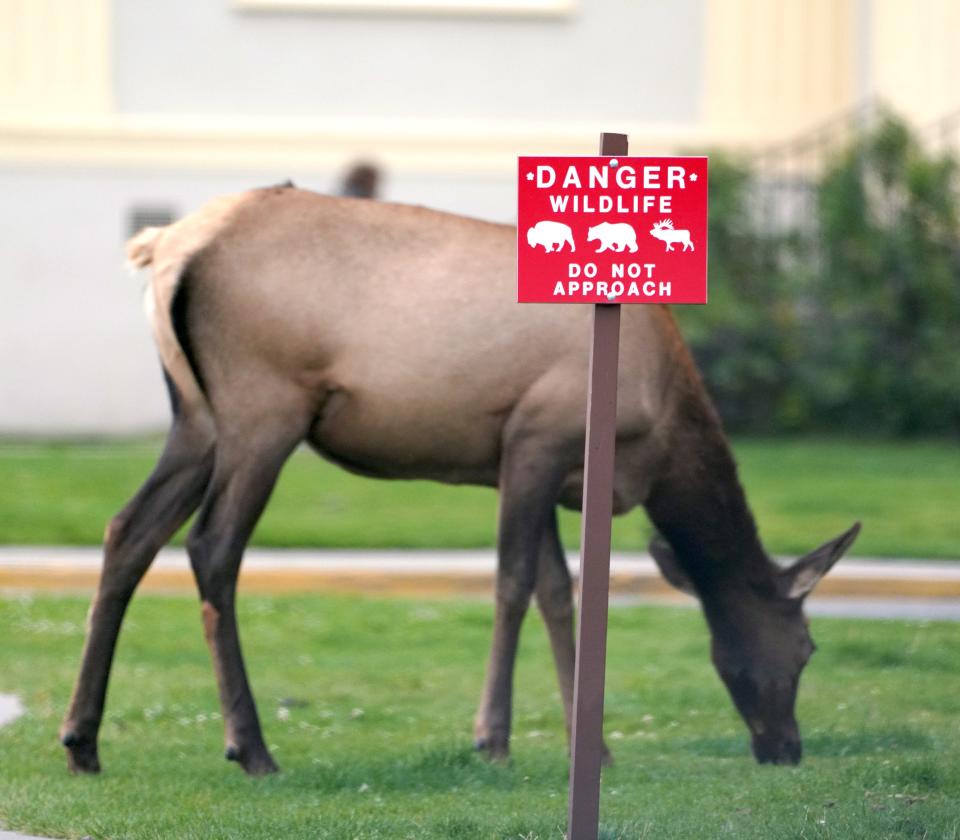 A cow elk grazes on grass in Mammoth Hot Springs at Yellowstone National Park.