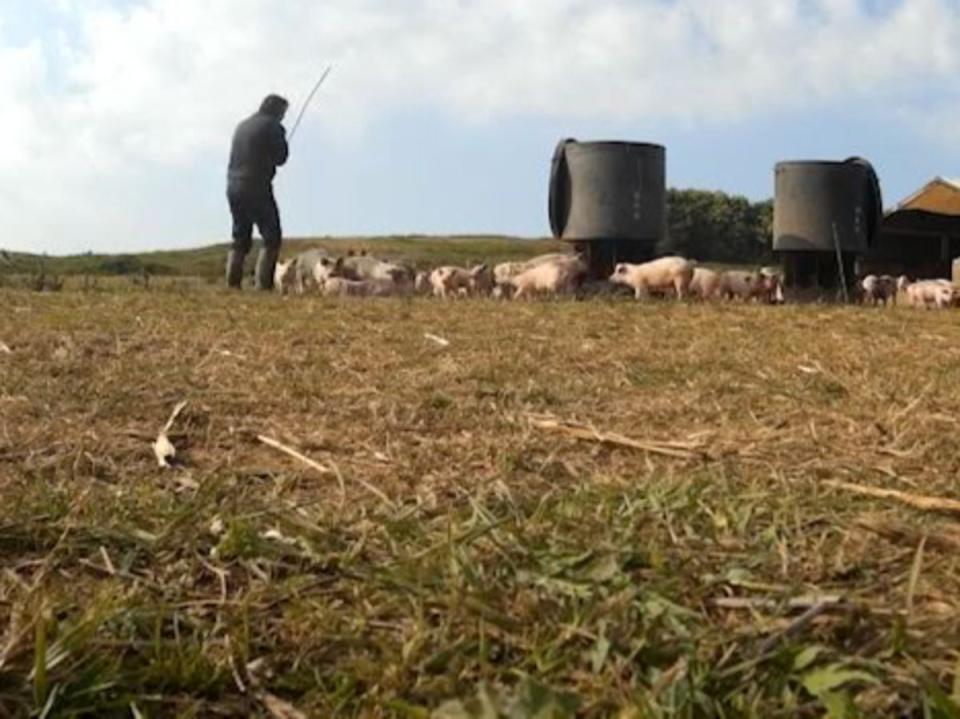 A worker approaching the pigs with an iron bar (Joey Carbstrong)