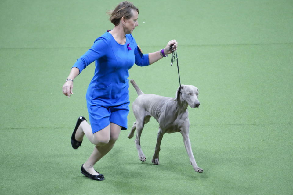 Fizz, a Weimaraner, competes in the sporting group competition during the 147th Westminster Kennel Club Dog show, Tuesday, May 9, 2023, at the USTA Billie Jean King National Tennis Center in New York. (AP Photo/Mary Altaffer)