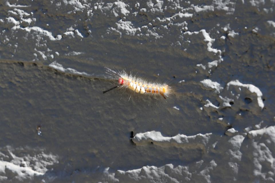 A tussock moth caterpillar crawls up a patio at Azure Apartments in Corpus Christi Tuesday, April 2, 2024.