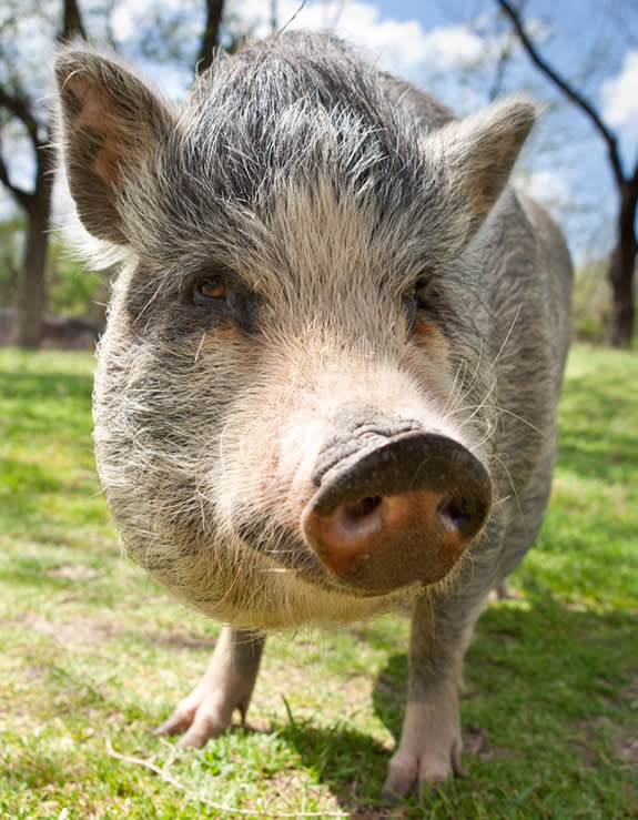 Penelope, one of many former farm animals in rehabilitation at Black Beauty Ranch.