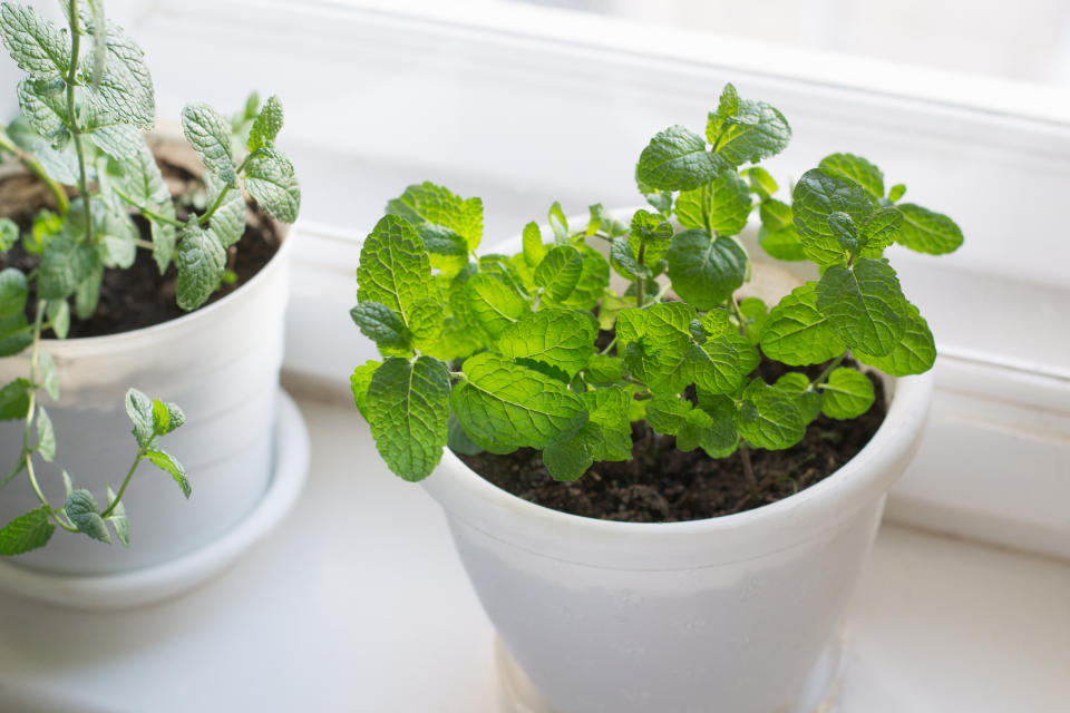 Growing of mint on windowsill