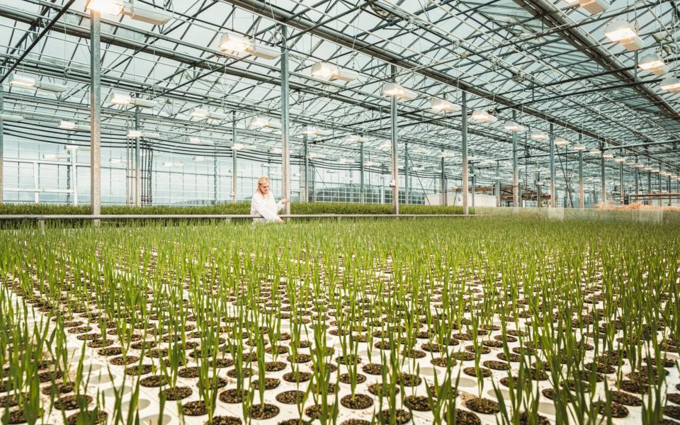 Elisabet controls barley seedlings at Bioeffect carbon-negative greenhouse, in Reykjanes Peninsula. The scientists of Bioeffect have developed a method to genetically engineer barley and produce Epidermal Growth Factor (EGF). This is a protein that stimulates cell growth and is used in luxury cosmetics to rejuvenate skin. This greenhouse holds up to 130,000 barley plants growing in inert volcanic pumice. The greenhouse is powered by clean geothermal energy and heat supplied by the neighbouring Svartsengi Power Station. A single gram of pure EGF has a market value of 10k$ - Simone Tramonte/ Sony World Photography Awards