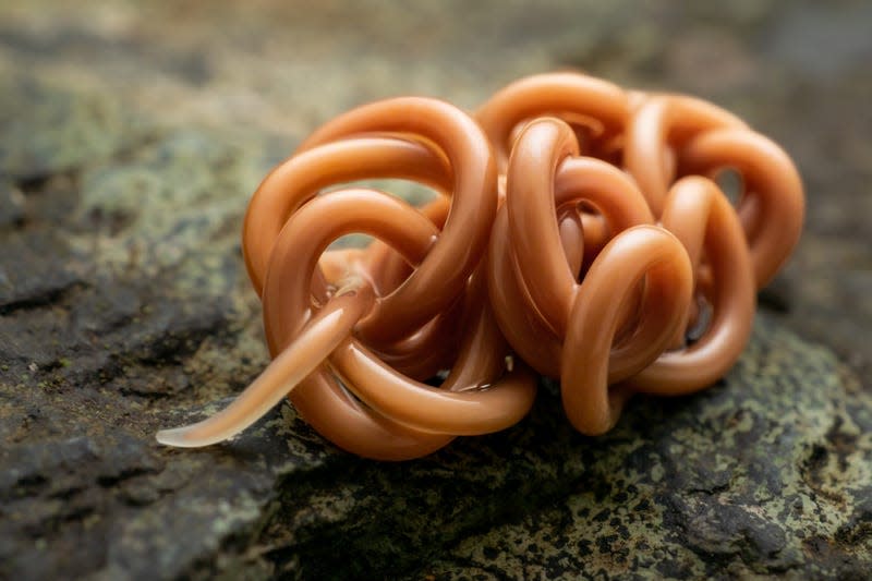 An Australian parasitic worm in a knot.