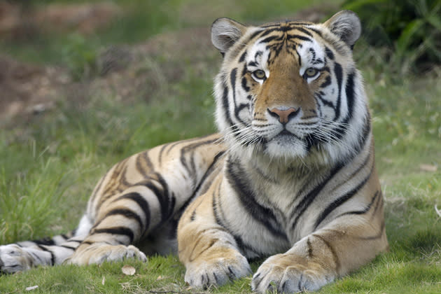 Mike, Louisiana State University