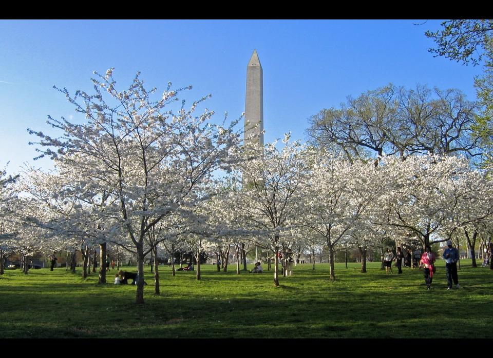 Metro area: Washington-Arlington-Alexandria, DC-VA-MD-WV<br>  527 Buddhist adherents per 100,000 persons. <br>  Credit: Wikimedia Commons. Original photo <a href="http://upload.wikimedia.org/wikipedia/commons/e/ef/Cherry_Blossoms_and_Washington_Monument.jpg" target="_hplink">here</a>. 