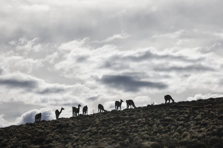 Los cinco senderos del refugio atraviesan rincones desconocidos, donde el visitante se cruza con zorros, maras, choiques y guanacos