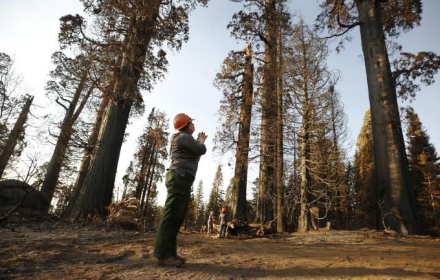 Hundreds Of Towering Giant Sequoias Killed By The Castle Fire — A 