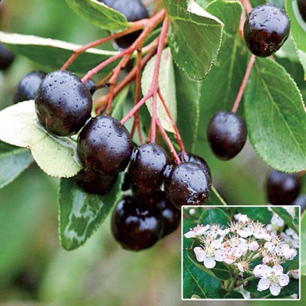 6) Black Chokeberry