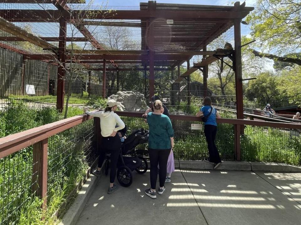 Service Journalism reporter Brianna Taylor vists Folsom Zoo Sanctuary at 403 Stafford St., Folsom on Saturday, April 8, 202 per a reader’s suggestion. Visitors watch a couple of mountain lions inside their enclosure.