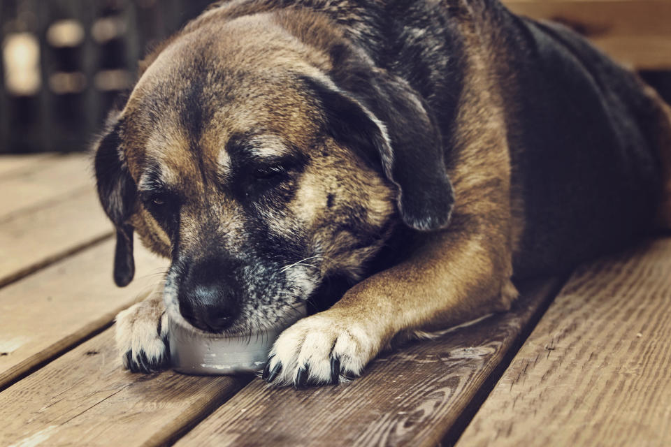 家中毛孩不知不覺變老了，是時候該為牠更換高齡犬飼料了嗎？挑選時又該注意哪些事？一起來看！（示意圖／Getty Images）