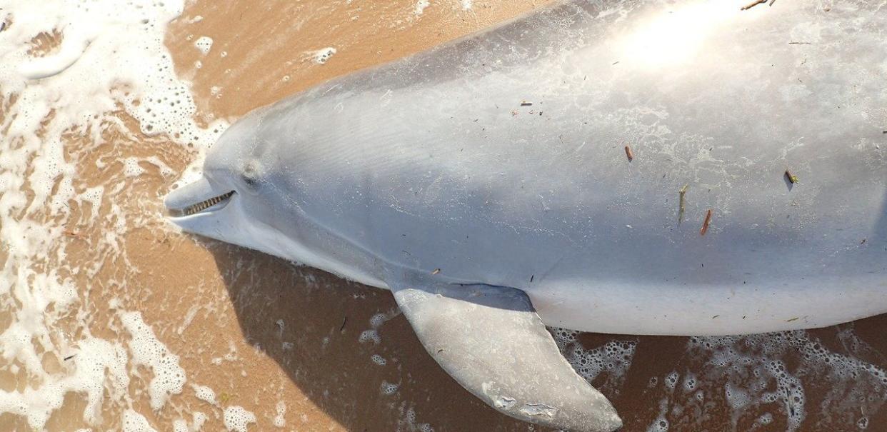 A pregnant dolphin was found dead of a gunshot wound in Mississippi earlier this year.&nbsp;&nbsp; (Photo: NOAA)