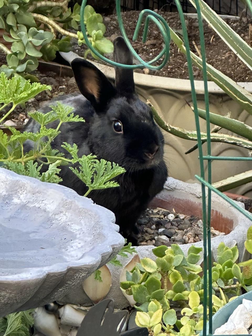 rabbit breeds havana