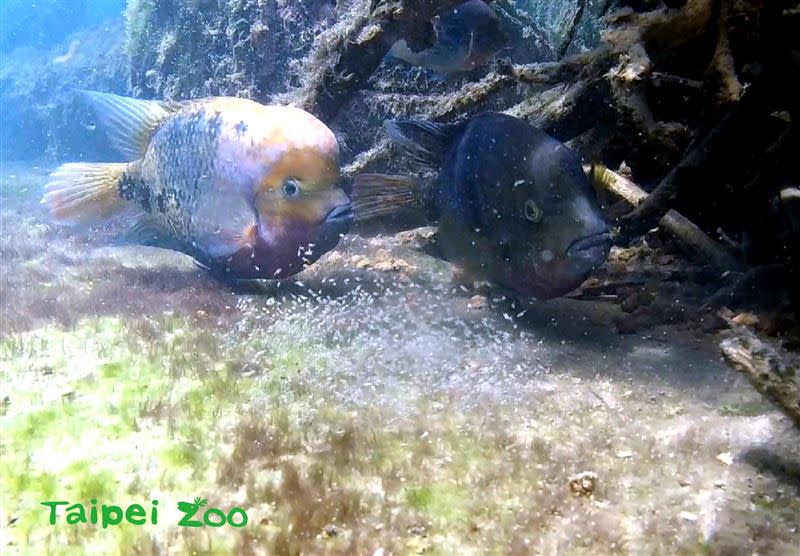 慈雕夫妻身旁跟著的小白點，其實是慈雕寶寶。（圖／台北市立動物園提供）