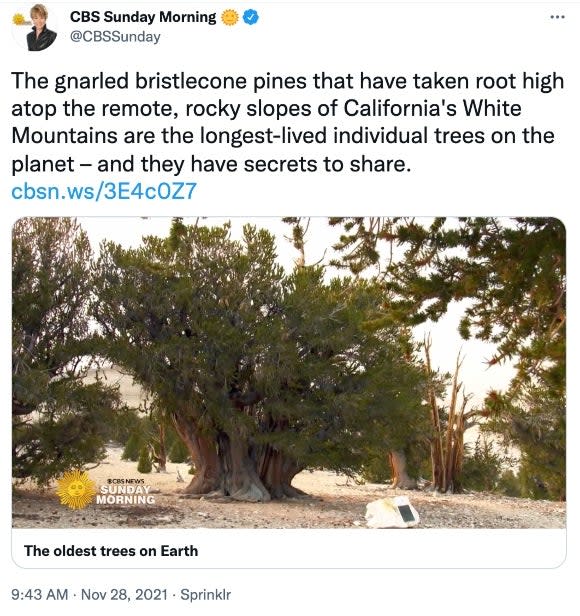 The gnarled bristlecone pines that have taken root high atop the remote, rocky slopes of California's White Mountains are the longest-lived individual trees on the planet