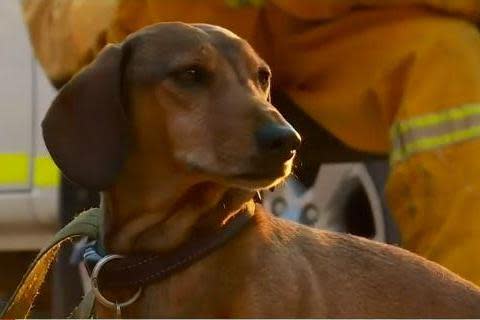 The terrified sausage dog was saved by brave RFS fire crews: 9 News