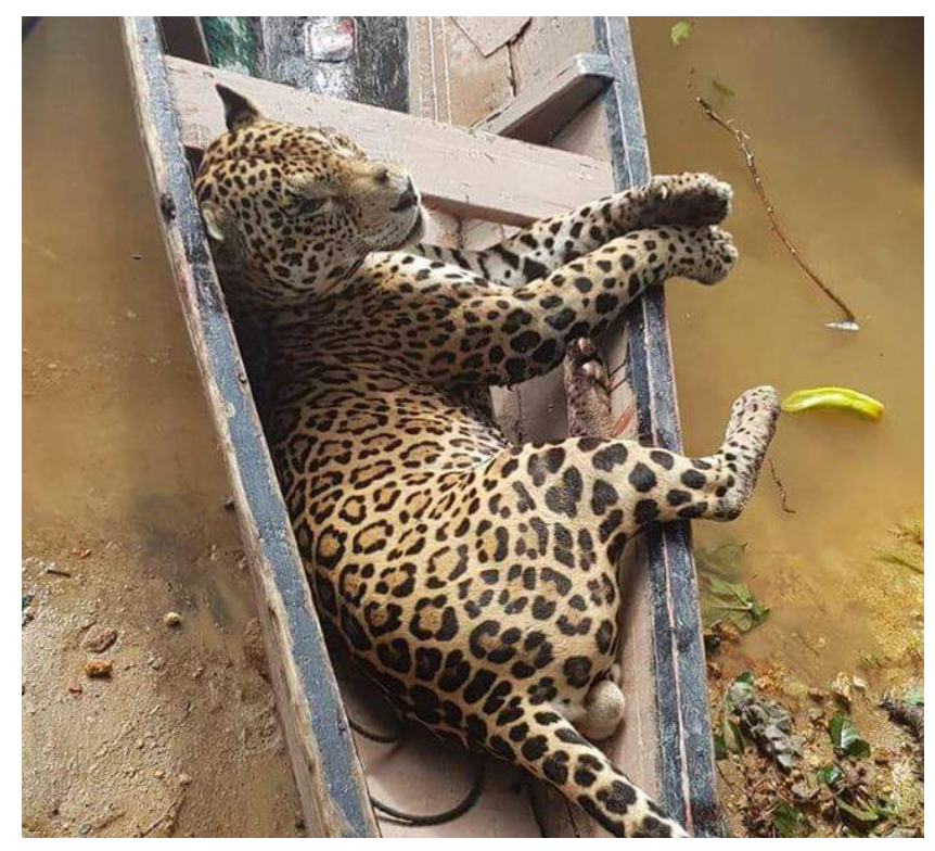 A jaguar carcass being transported from the forest in Suriname using a canoe: World Animal Protection