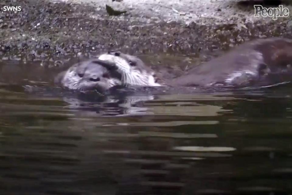 otter pup gets swim lesson