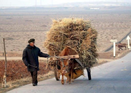 File photo shows a farmer pulling an ox-cart on a road to Pyongyang in 2003. North Korea is suffering a prolonged and widespread drought, state media says, raising fears it will worsen already dire food shortages in the impoverished communist country