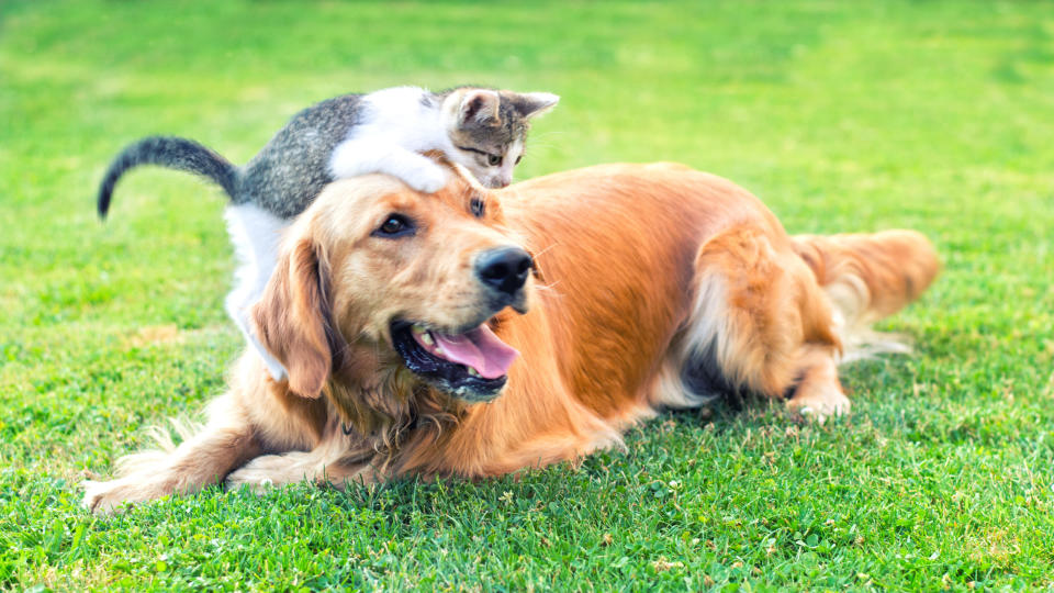 dog and cat playing outside