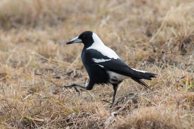 Magpies are notoriously territorial, but they're also highly intelligent and social birds.