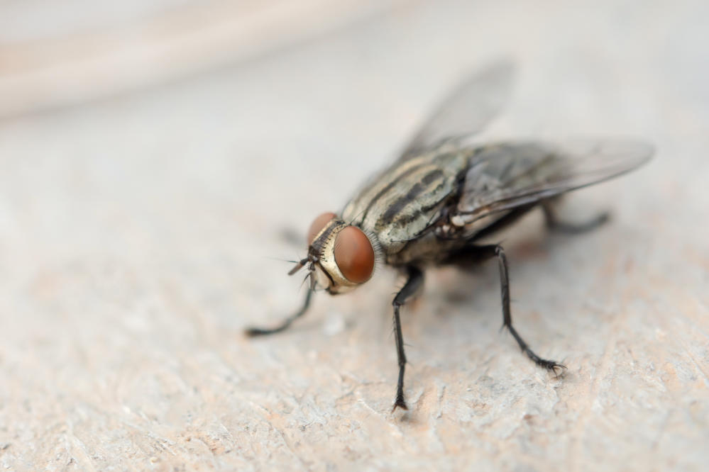 Flies increase in summer; how to get rid of them