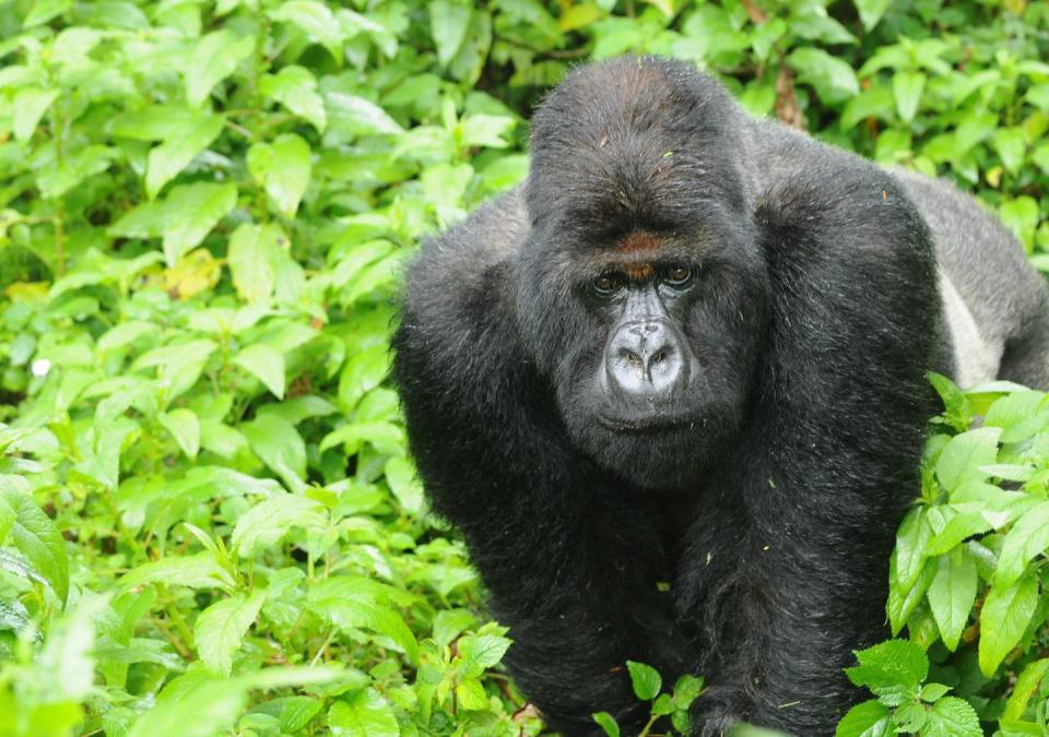 Titus, pictured here as an adult, survived more adversity before age 4 than many animals confront in a lifetime. Dian Fossey Gorilla Fund