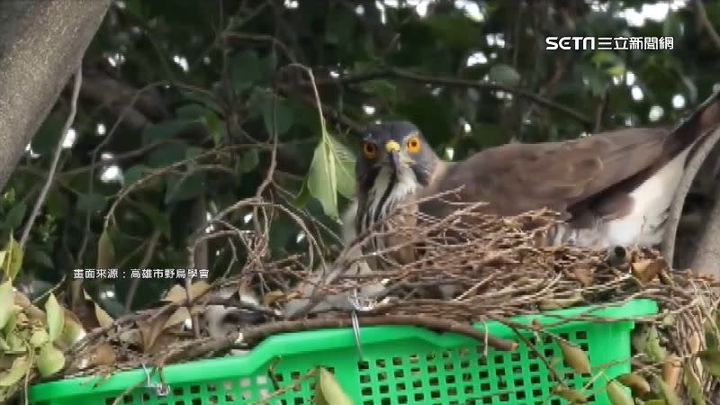 鳳頭蒼鷹鳥巢被迫搬離樹枝，農業局製作「菜籃鳥巢」把雛鳥放回樹上。（圖／高雄市野鳥學會）