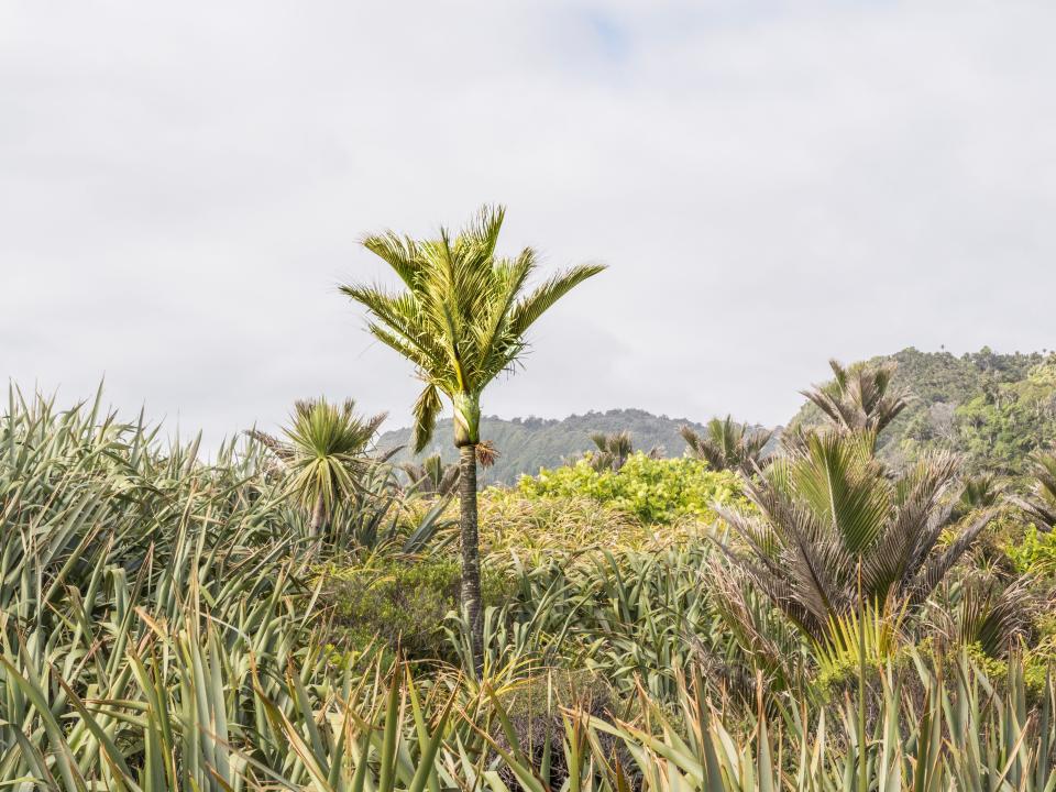 A palm-like tree sticking out above grass, bushes, and other trees.