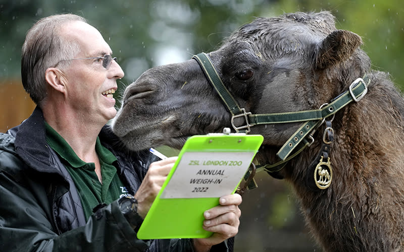 Noemie, a Bactrian camel, is weighed by a keeper