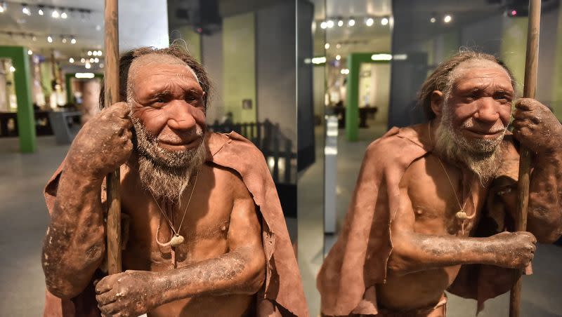 A reconstruction of a Homo neanderthalensis, who lived within Eurasia from circa 400,000 until 40,000 years ago, is pictured at the Neanderthal Museum in Mettmann, Germany, located at the site of the first Neanderthal man discovery on July 3, 2019. A new study suggests Neanderthals were morning risers.