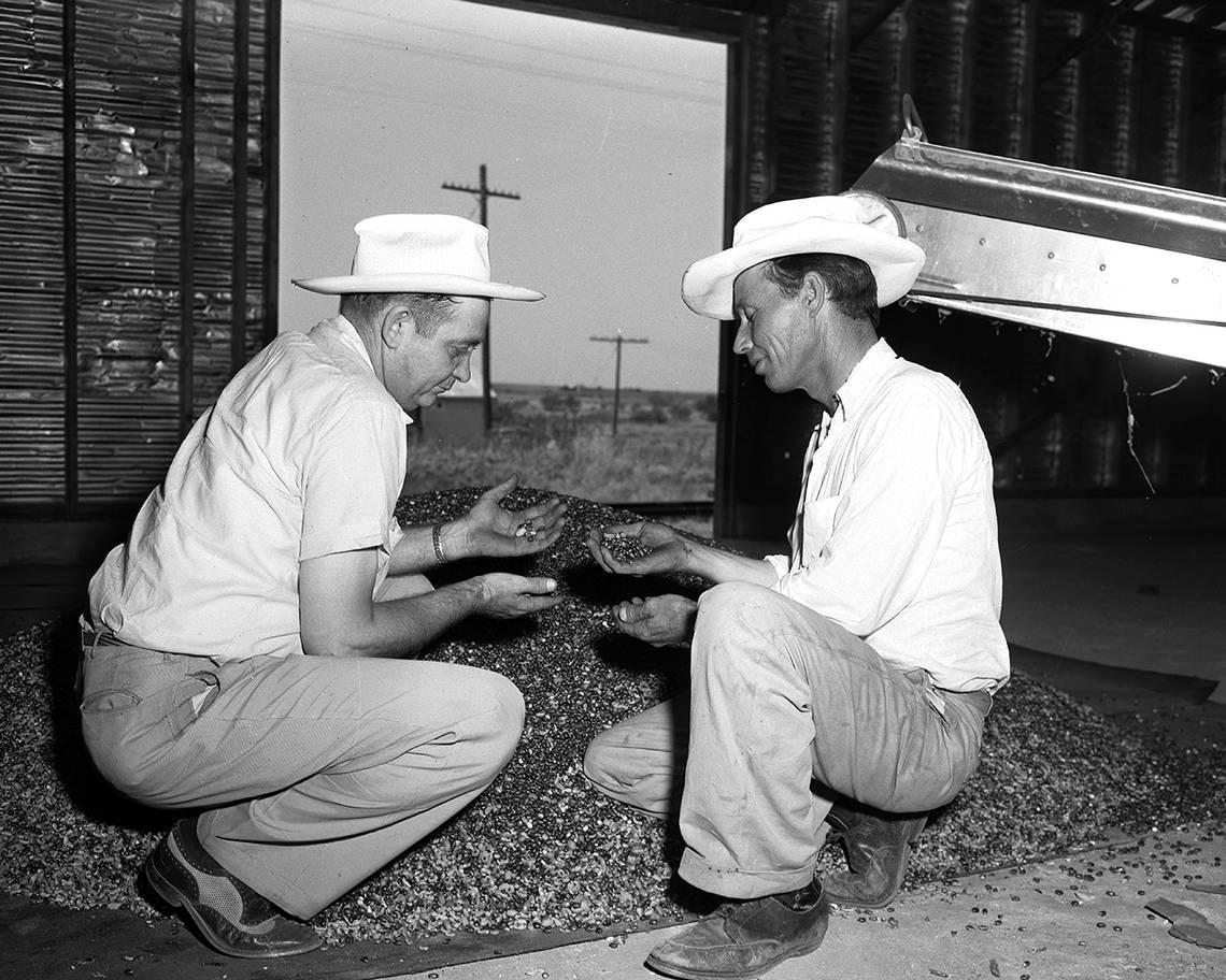 Sept. 6, 1952: Milton Wright, left, Tarrant County PMA administrator, and W. L. Selman Rendon, a farmer, examine some castor beans that have just been hulled in the new plant Keller. Fort Worth Star-Telegram archives/UT Arlington Special Collections