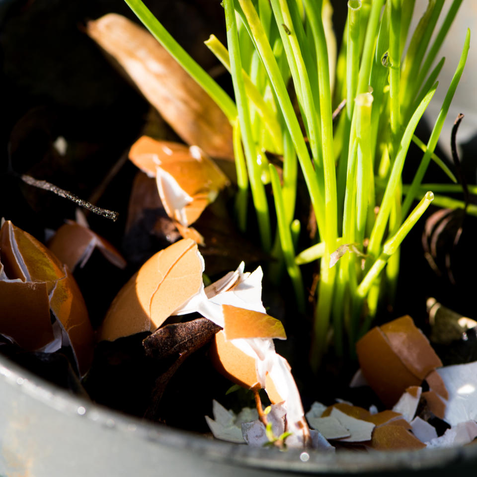 Crushed eggshells sprinkled around base of plant