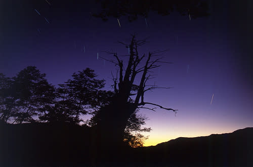 時序入夏，黑夜的星空也跟著熱鬧起來