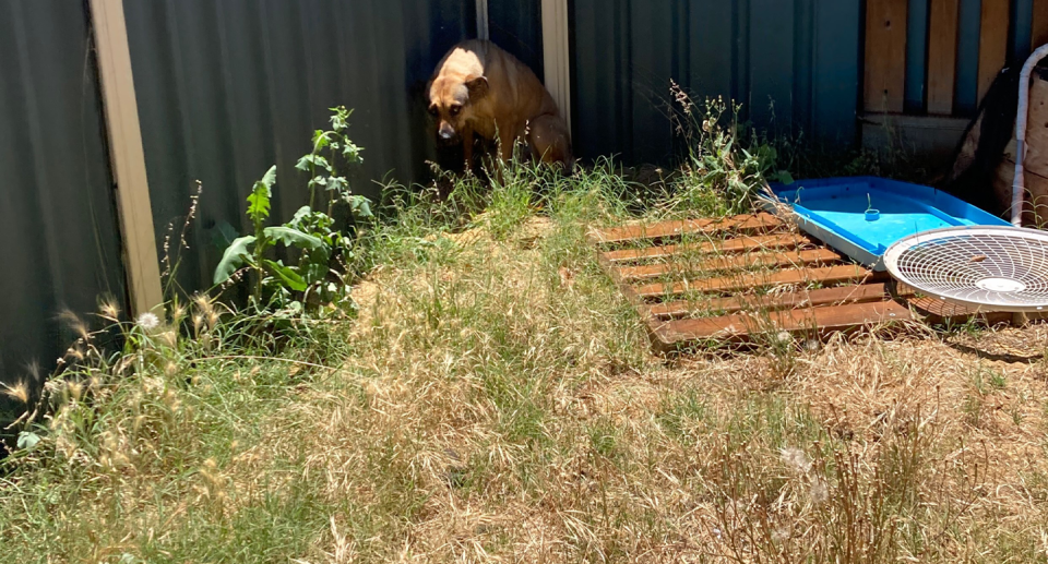 Bindi the dog cowering in the corner of a suburban Perth backyard.