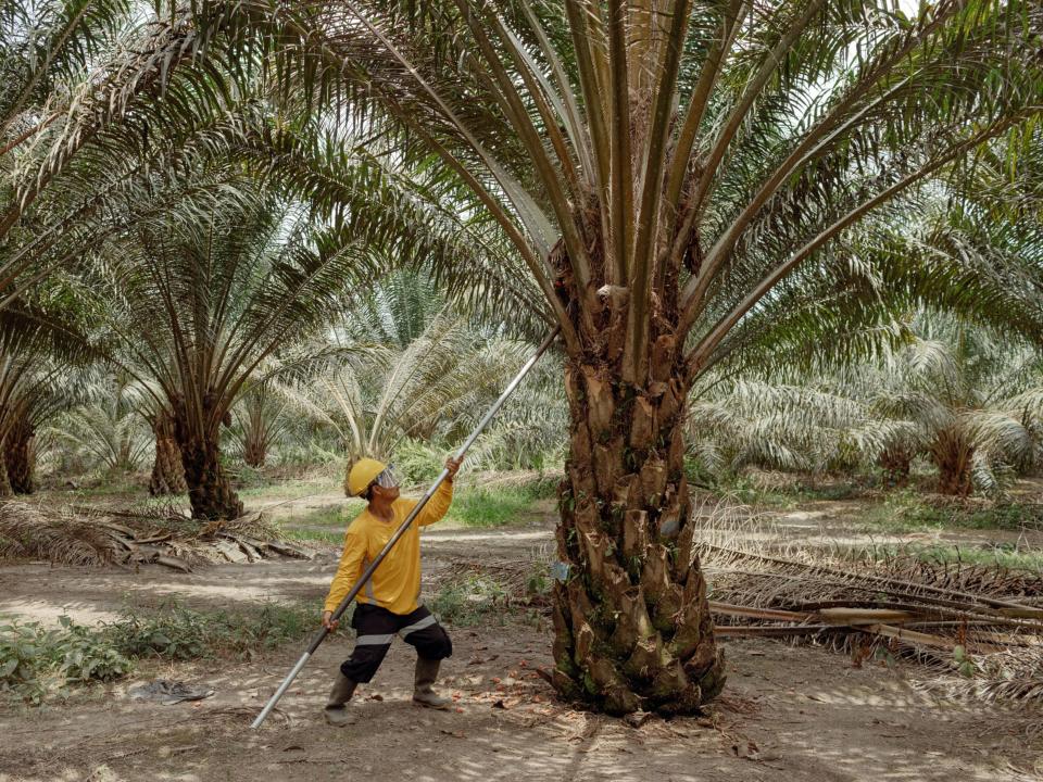 Un trabajador cosecha los frutos de una palma aceitera.  Fotografía: Muhammad Fadli/Bloomberg