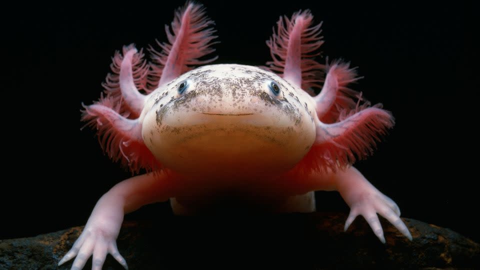 Mit ihrem Muppet-ähnlichen Aussehen haben Axolotls in den letzten Jahren zunehmend Aufmerksamkeit erregt.  - Stephen Dalton/Avalon.red/Alamy Stockfoto