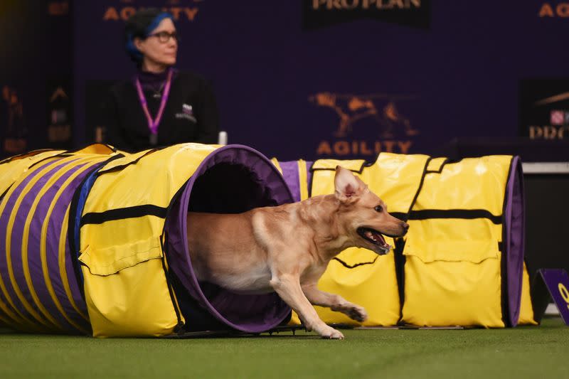 A dog competes in the Masters Agility Championship during the Westminster Kennel Club Dog Show in New York