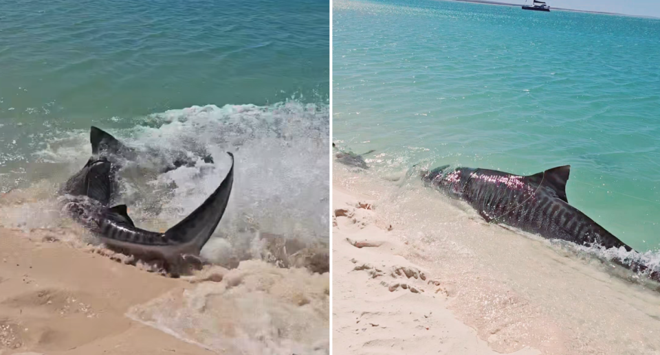 Images of the large tiger shark swimming right up onto the sand on the WA beach, chasing a sea turtle.