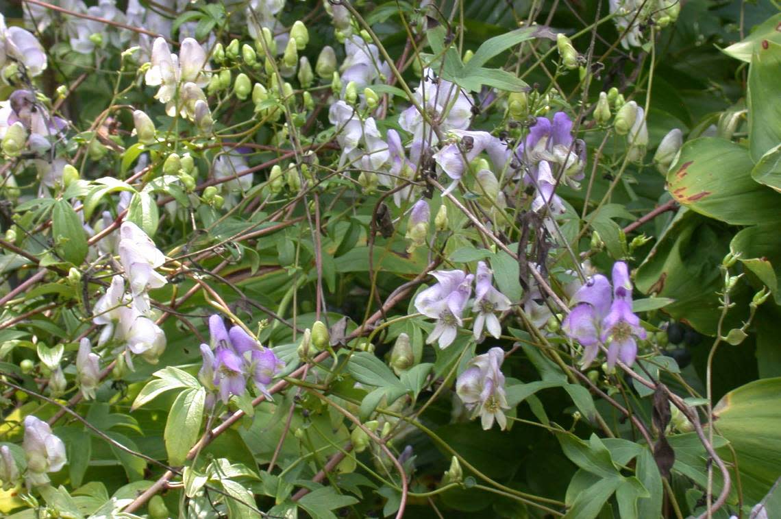 Aconitum.