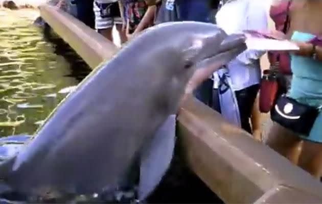 This dolphin has nerves!