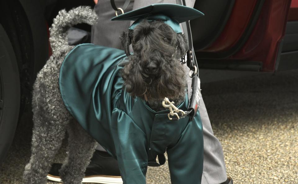 5-year-old Pint, a Kerry Blue Terrier and service dog to Jax Russack-Cradeur, donned a cap and gown as he accompanied his human to Viera High School's graduation ceremony Friday. Pint is the first service dog to attend and graduate Viera High School with a student.